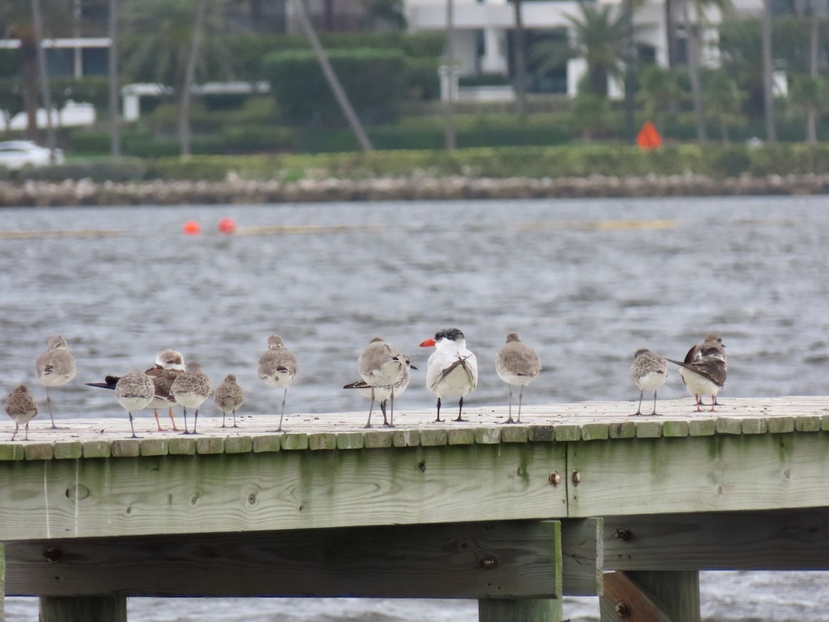 Black Skimmer - ML625533546