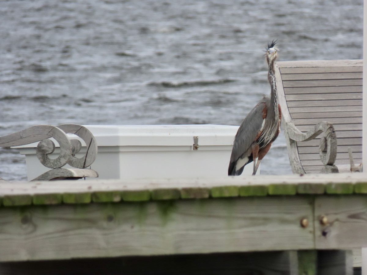 Great Blue Heron (Great Blue) - ML625533555