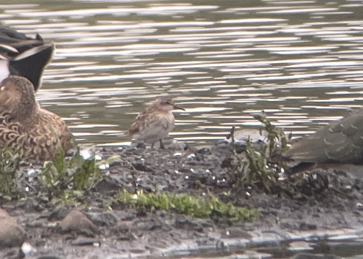 Long-toed Stint - ML625533570