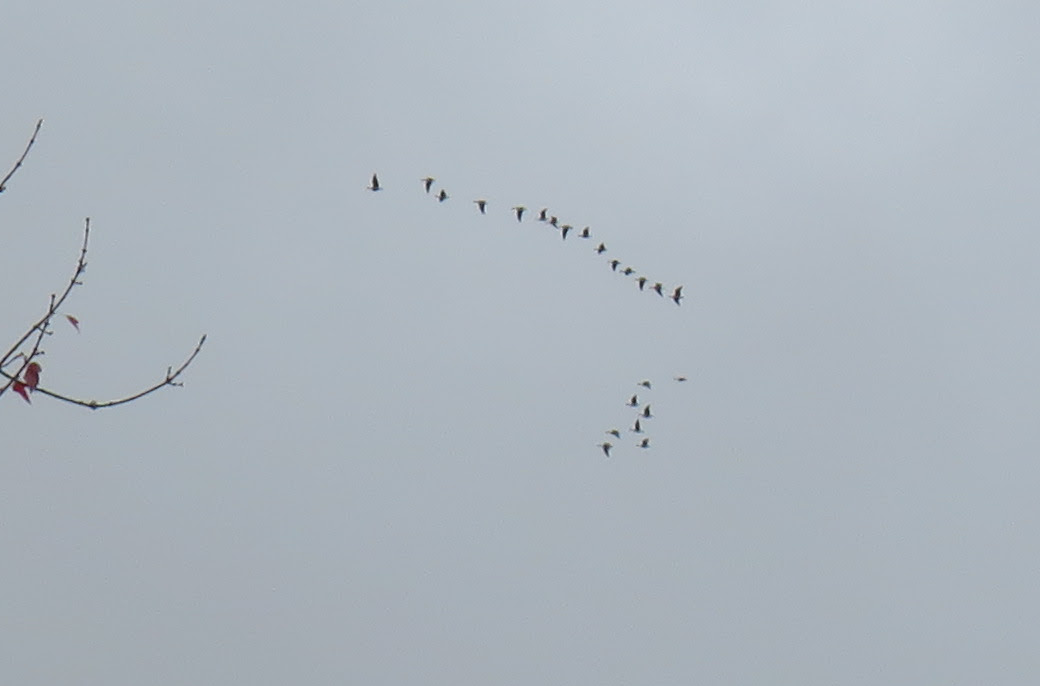 Cackling Goose - ML625533595