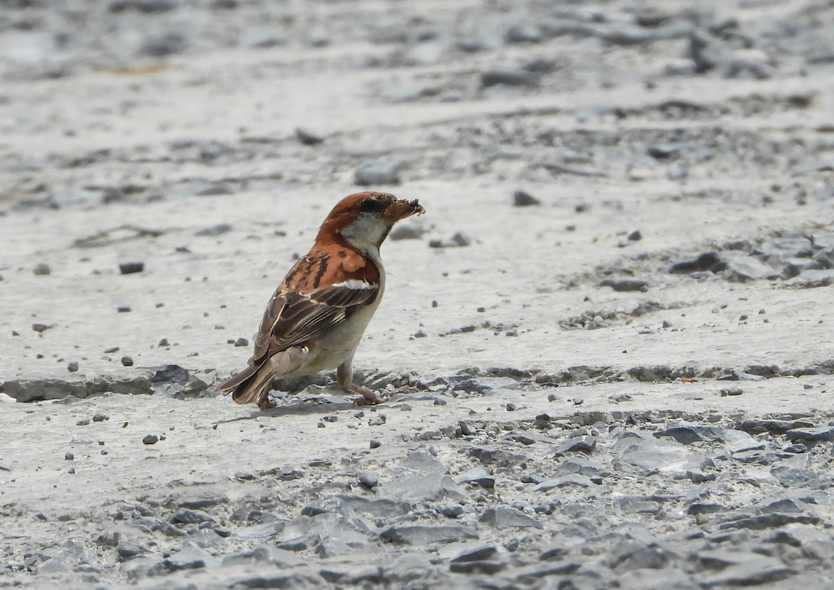 Russet Sparrow - Yixiao Wang