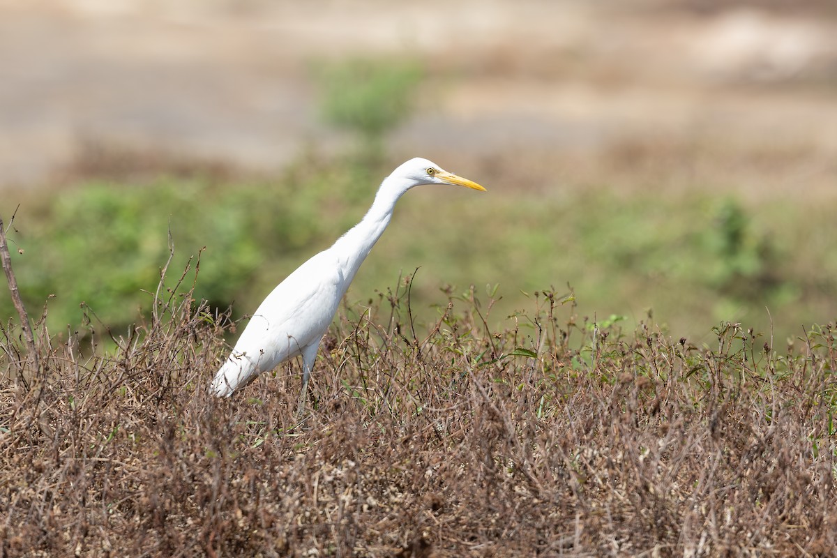 Great Egret - ML625533882