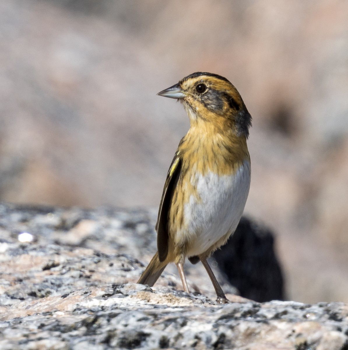 Nelson's Sparrow - Roy Freese