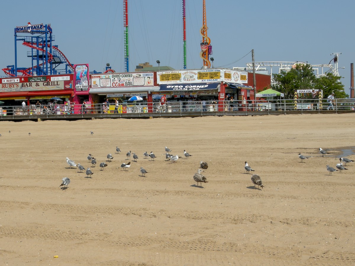 Gray-hooded Gull - ML625534242