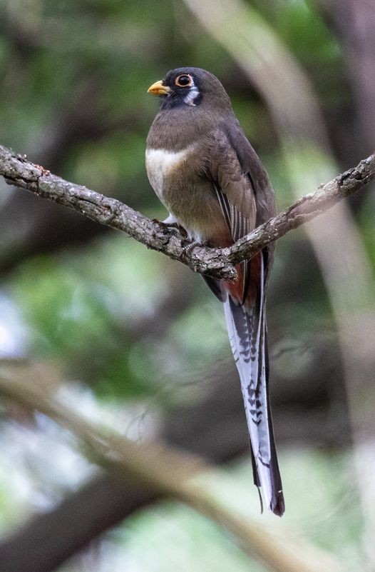 Elegant Trogon - ML625534477