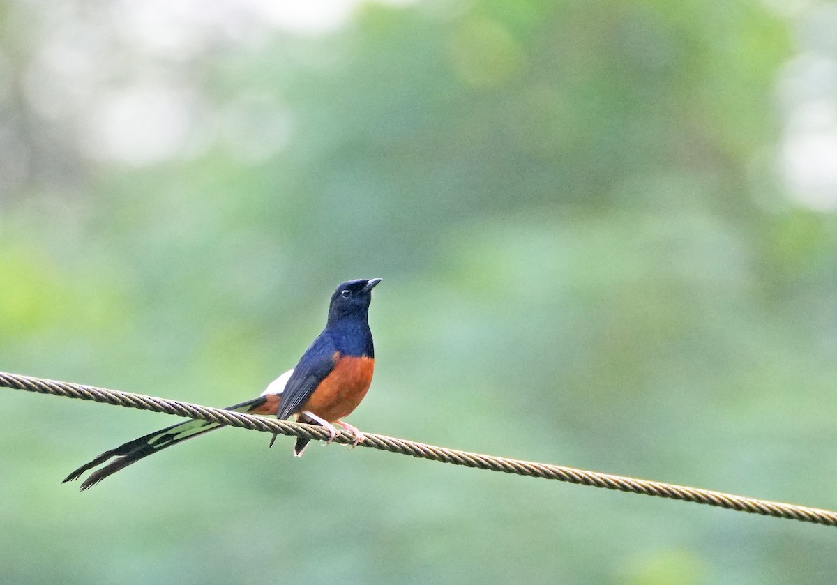 White-rumped Shama - ML625534535