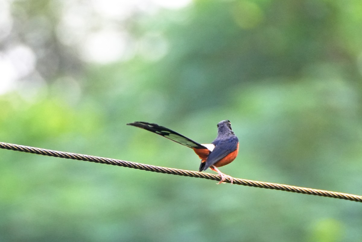 White-rumped Shama - ML625534536