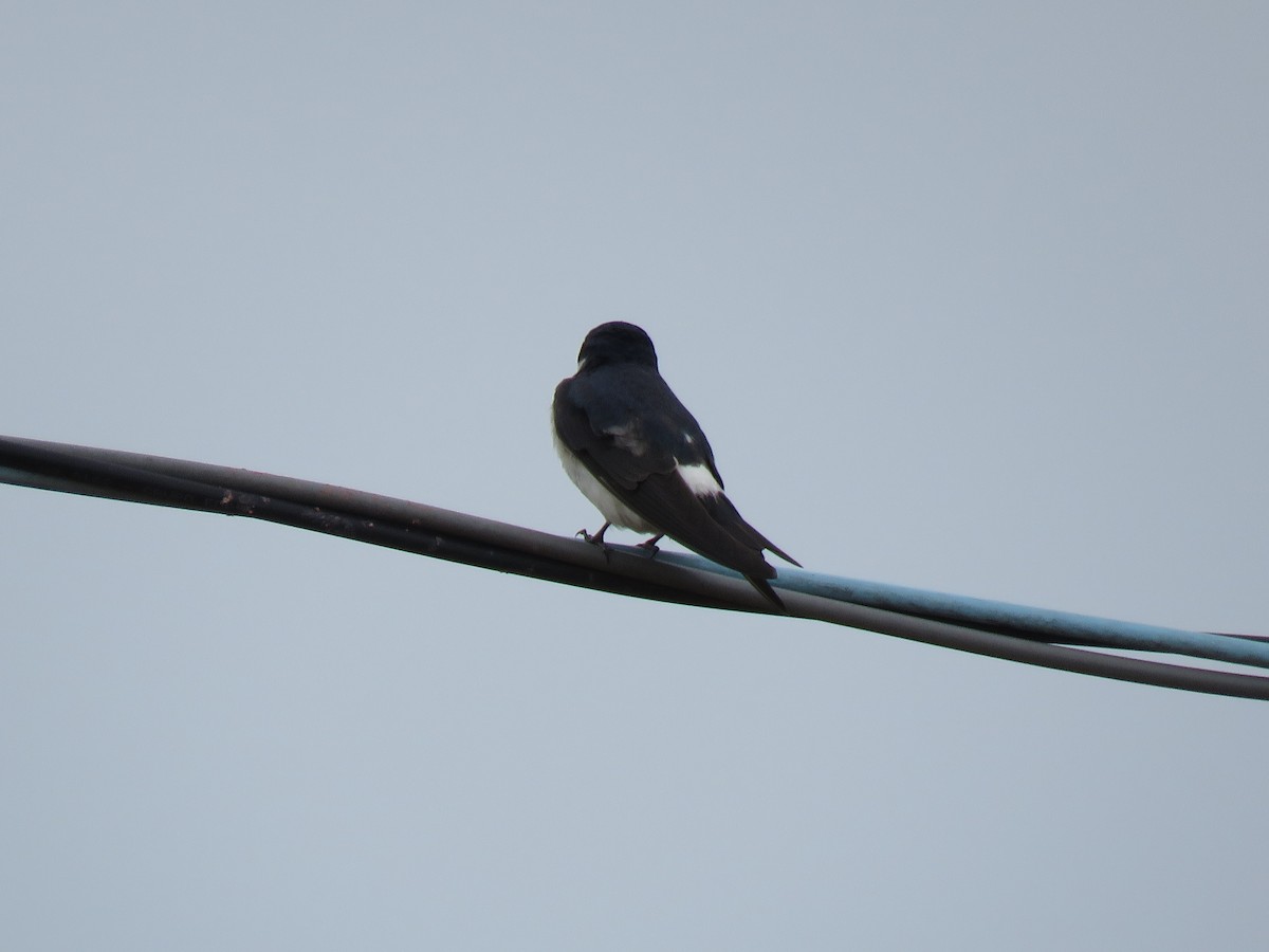 White-rumped Swallow - ML625534685