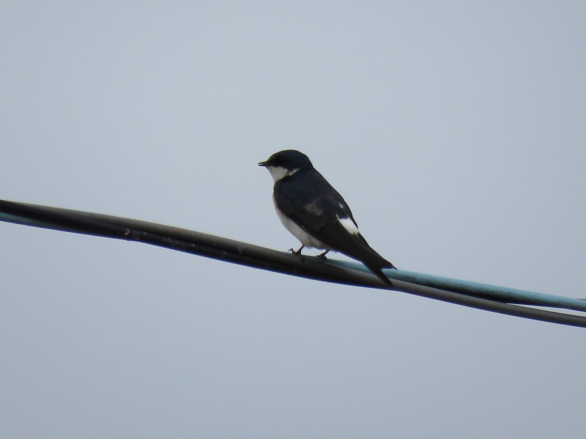 White-rumped Swallow - ML625534686