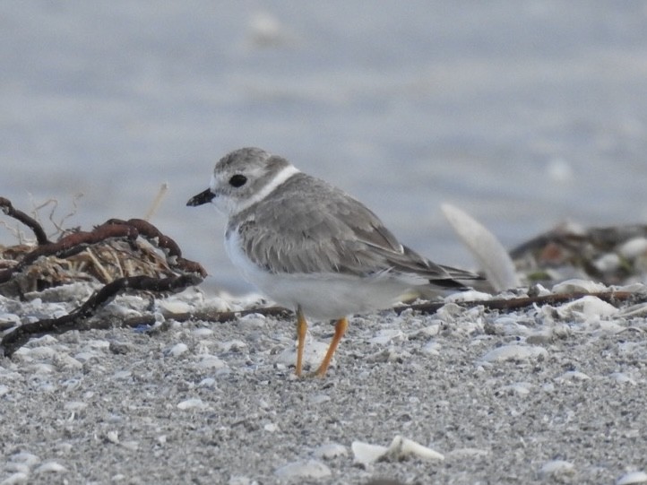 kulík pisklavý - ML625534690