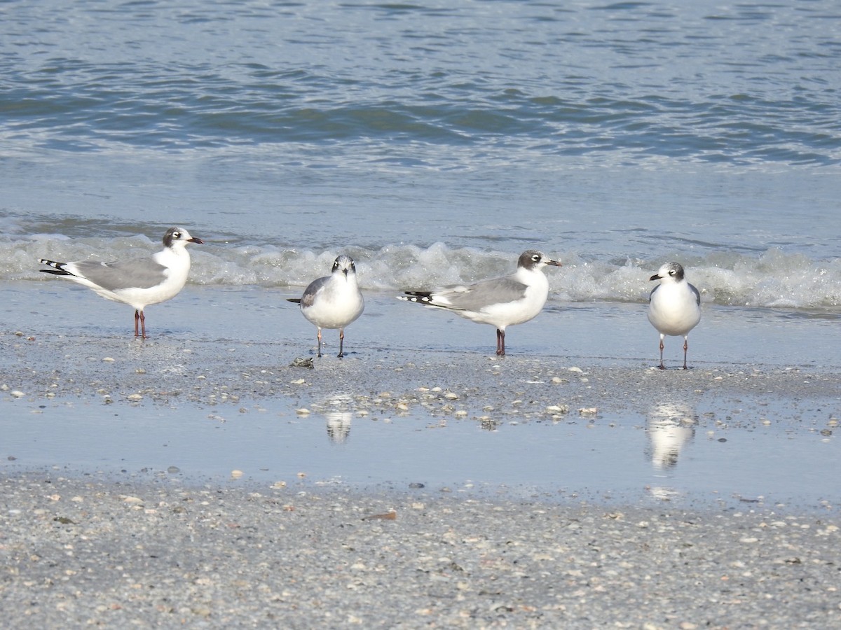 racek vnitrozemský - ML625534713