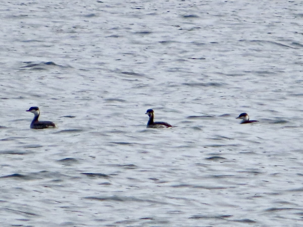 Horned Grebe - ML625534717