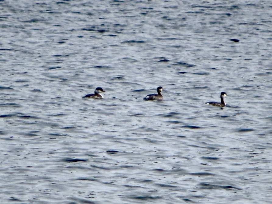 Horned Grebe - ML625534718