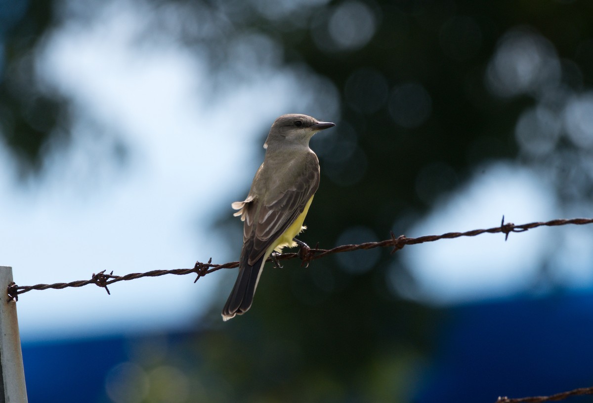 Western Kingbird - ML625534743