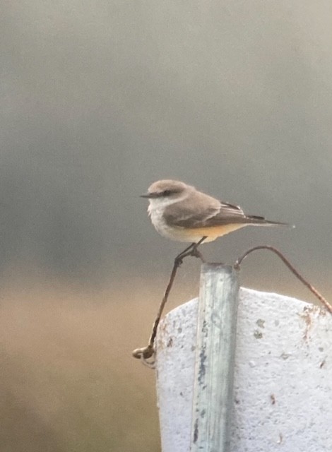 Vermilion Flycatcher - ML625534768