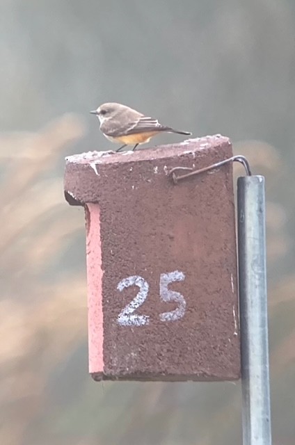 Vermilion Flycatcher - ML625534769