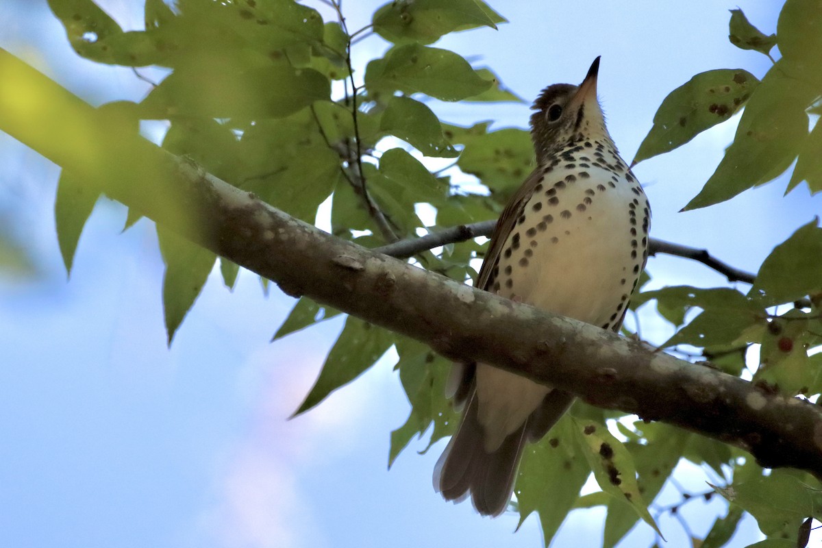 Wood Thrush - ML625534948