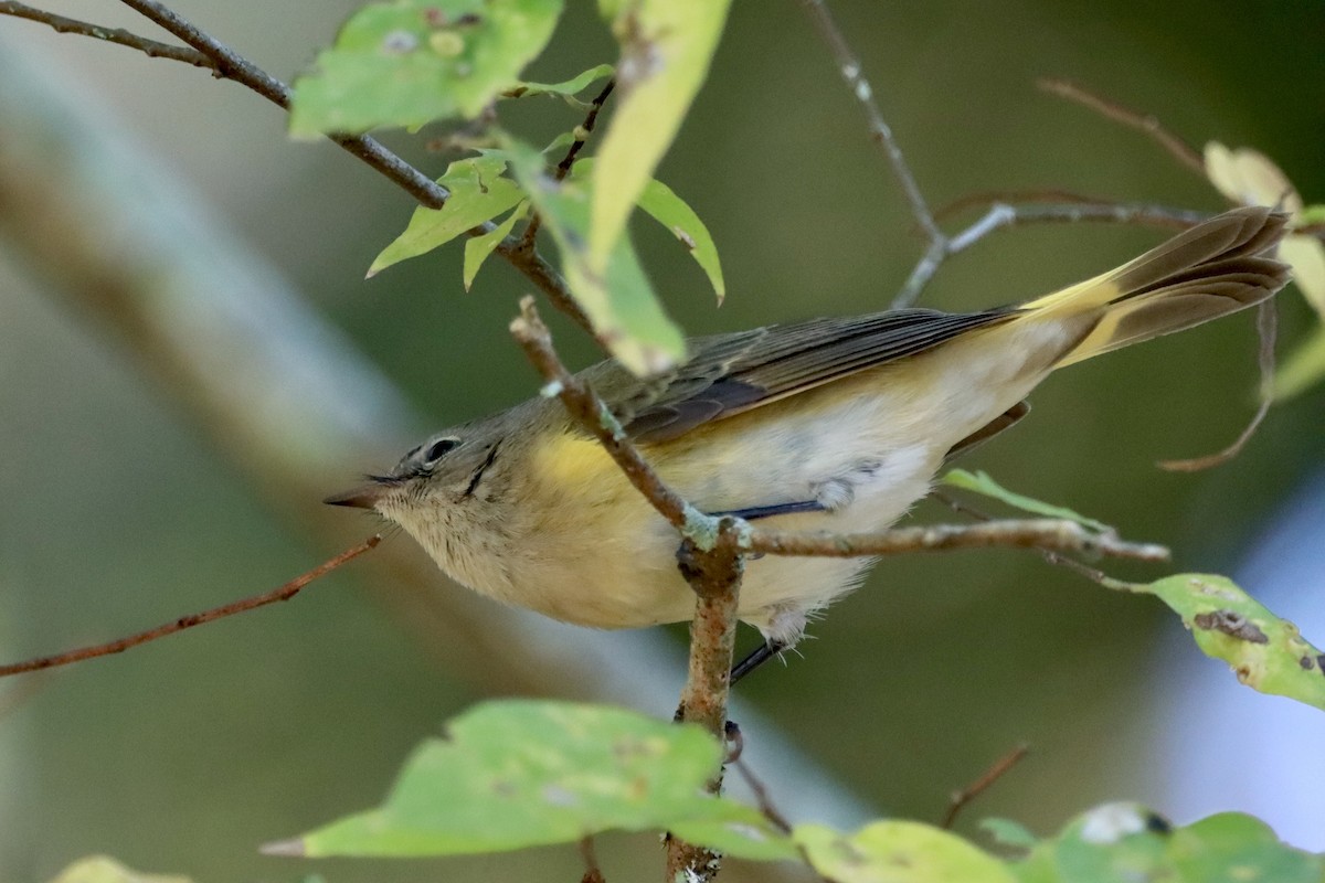 American Redstart - ML625534955