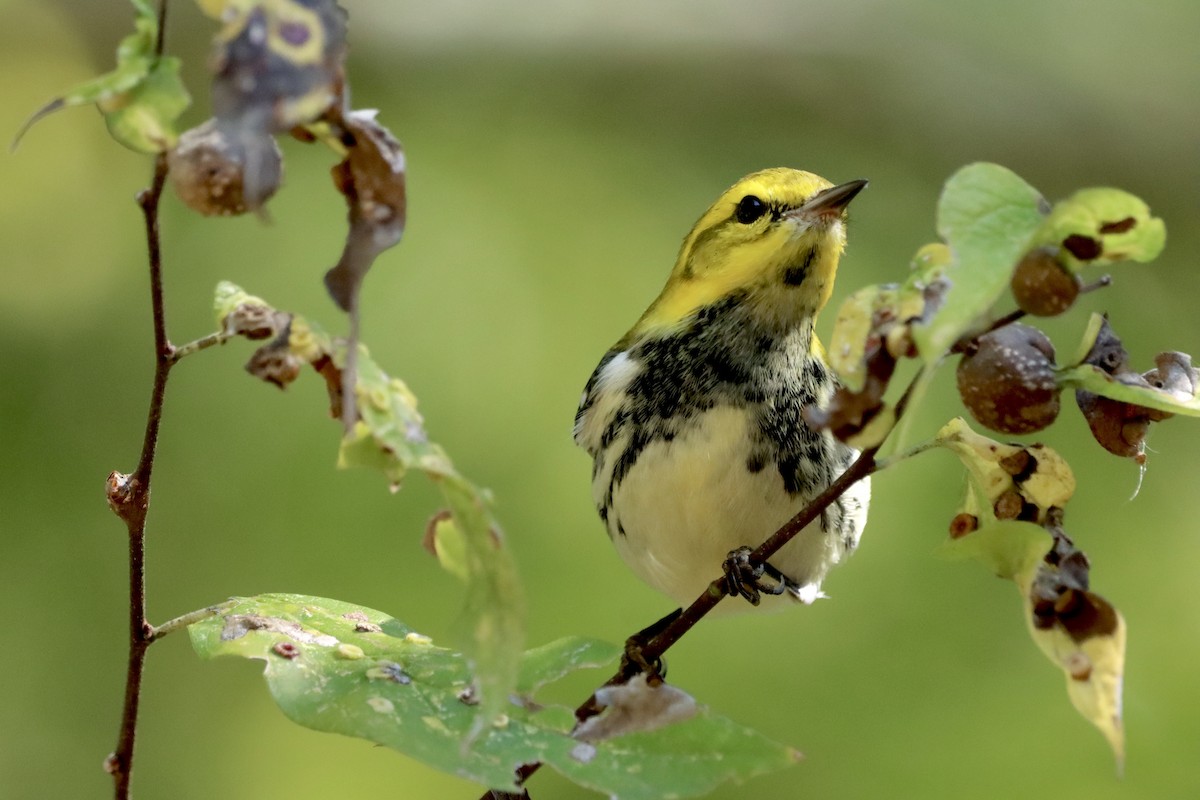 Black-throated Green Warbler - ML625534976