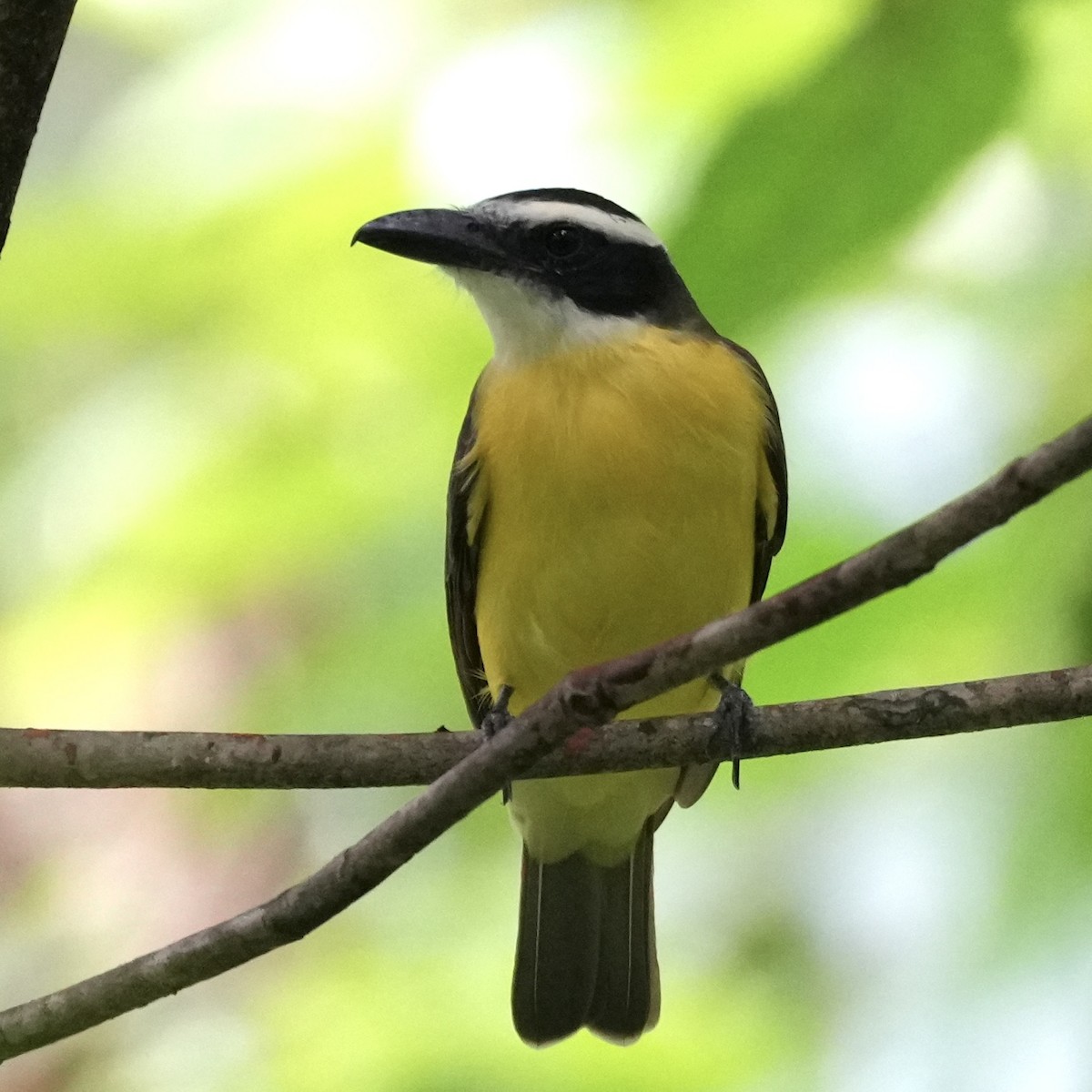 Boat-billed Flycatcher - ML625534977