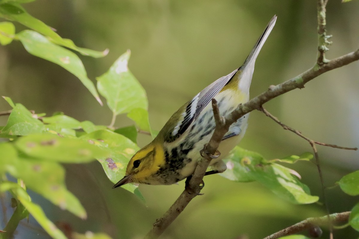 Black-throated Green Warbler - ML625534978