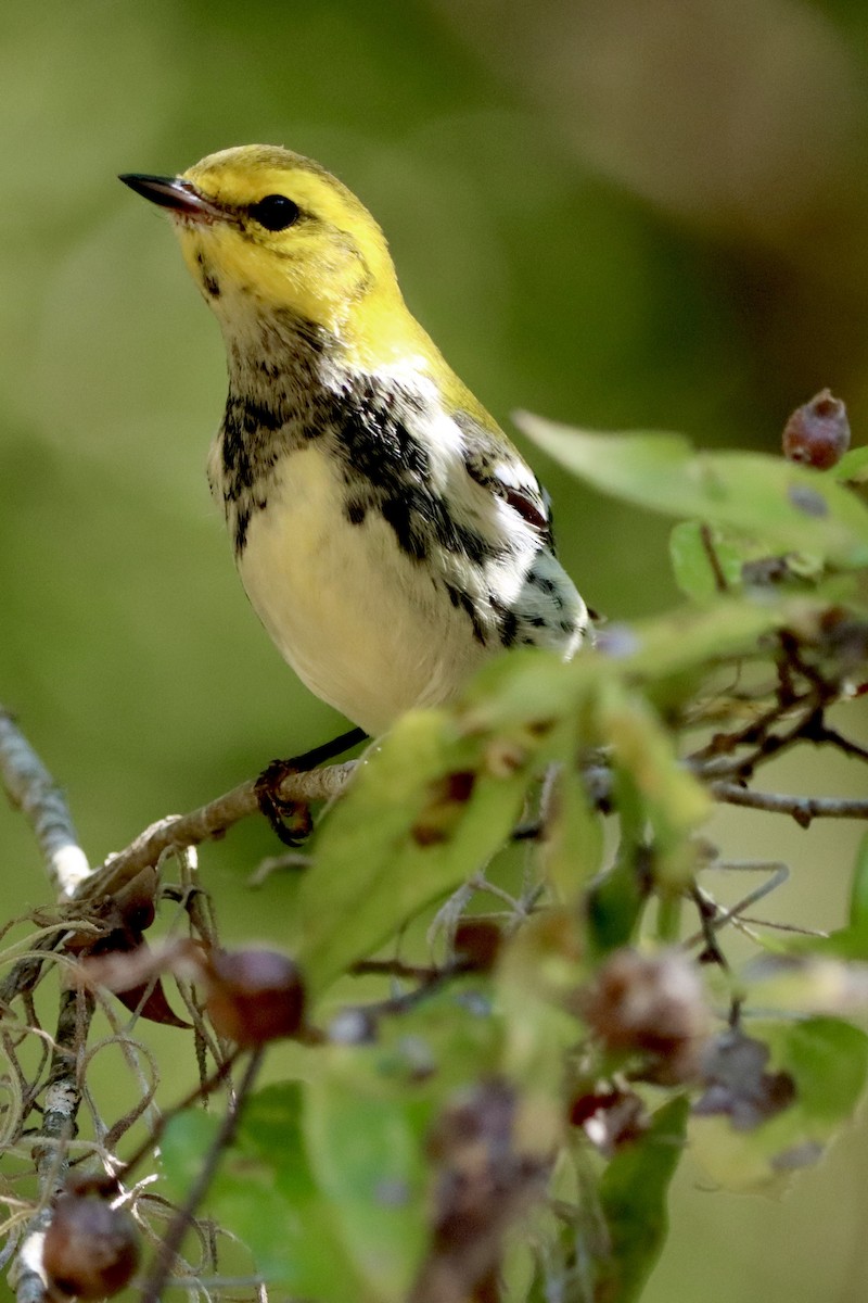 Black-throated Green Warbler - ML625534982