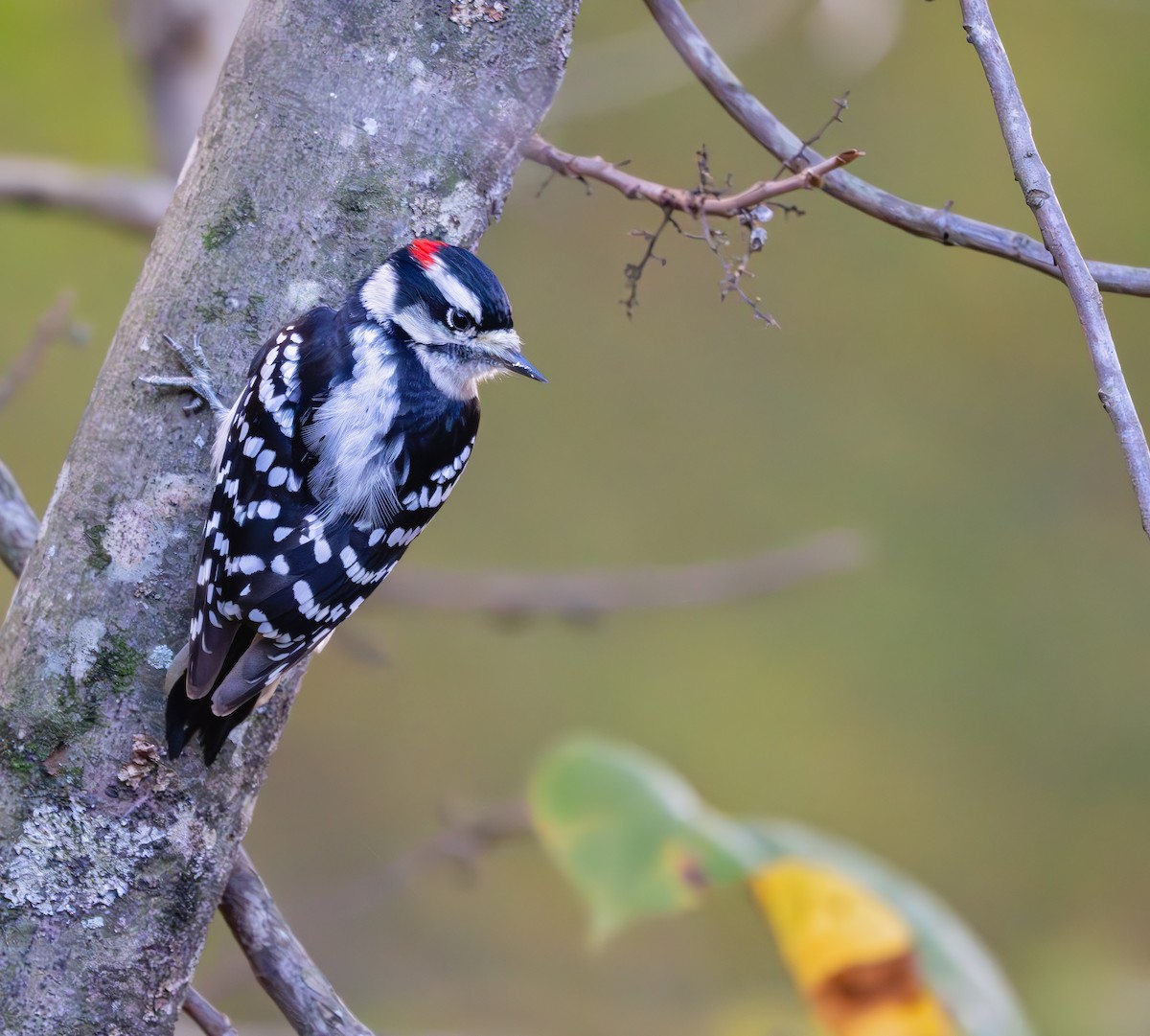 Downy Woodpecker - ML625534992