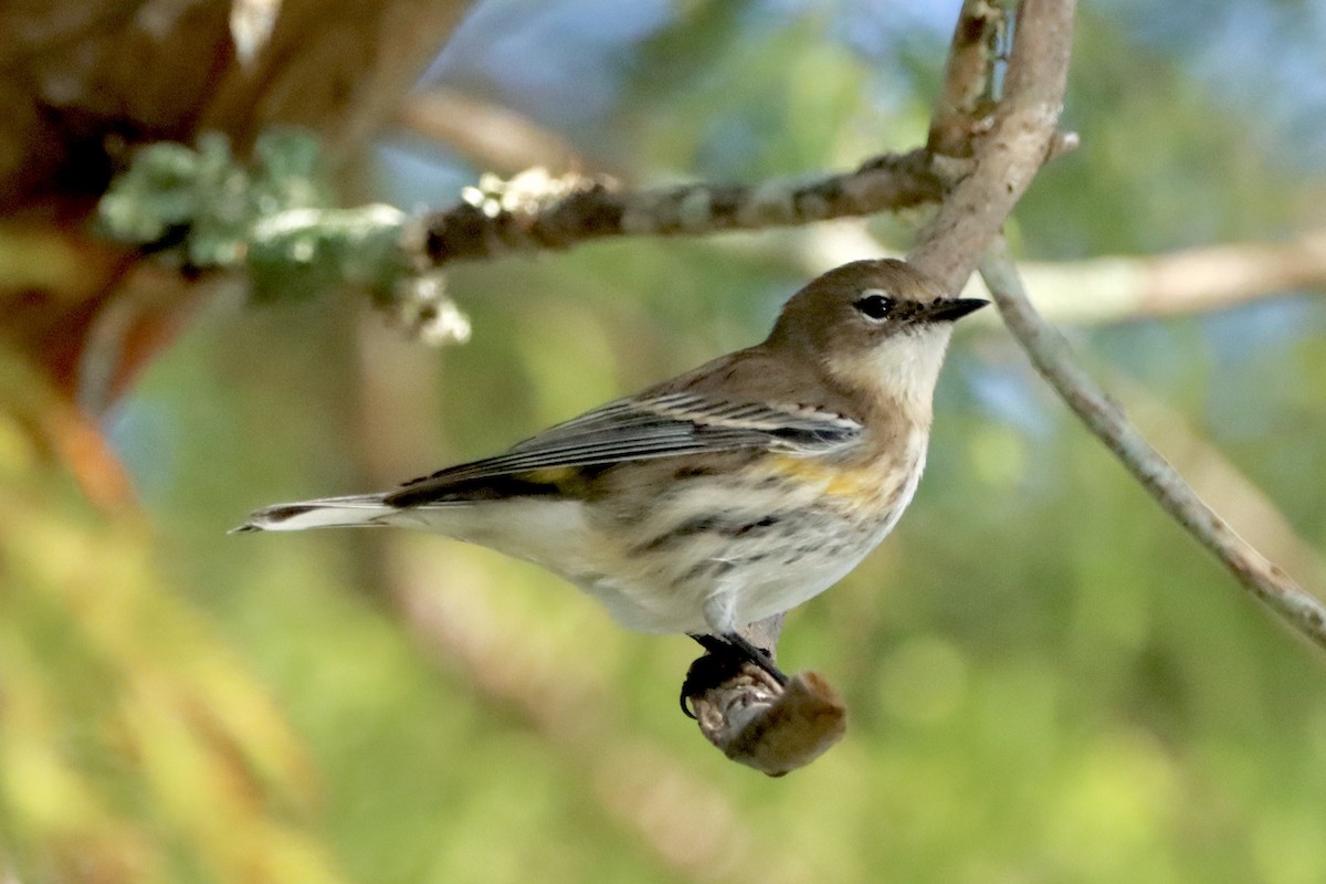 Yellow-rumped Warbler - ML625534997