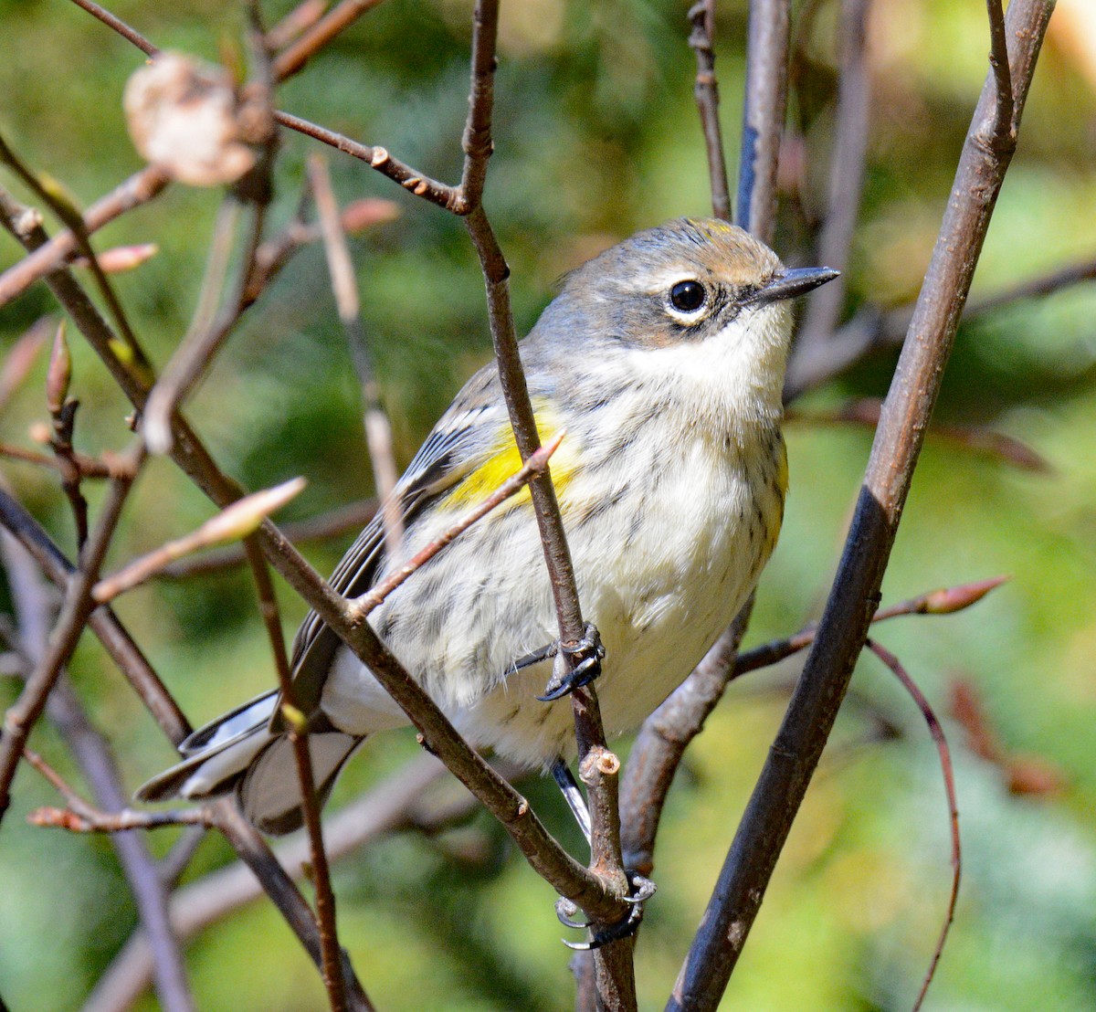 Yellow-rumped Warbler (Myrtle) - ML625535013