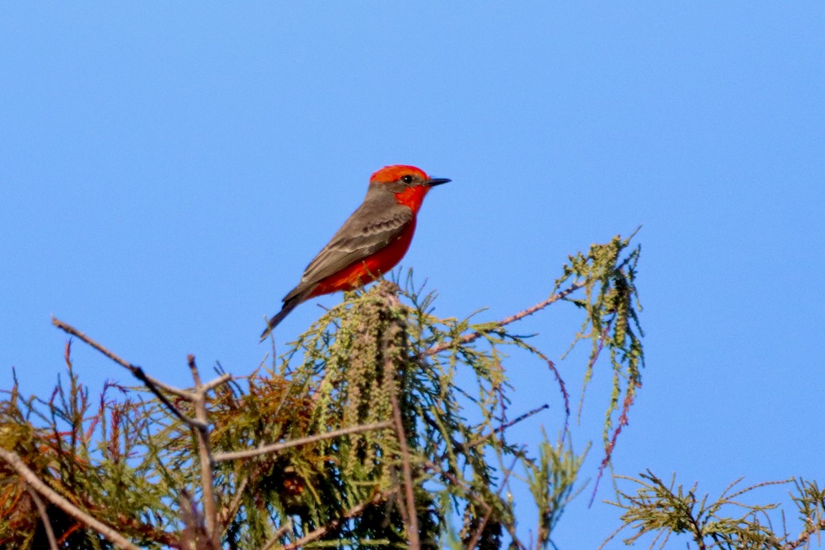 Vermilion Flycatcher - Robbin Mallett