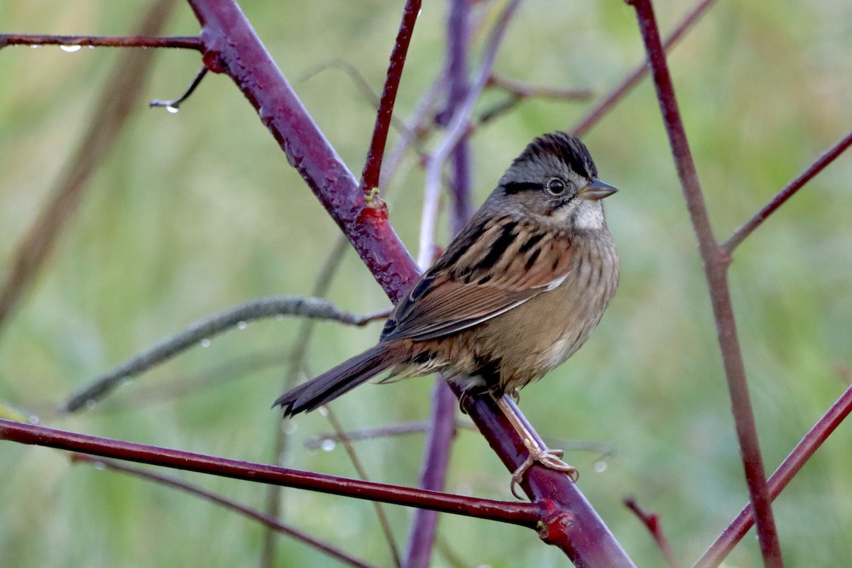 Swamp Sparrow - ML625535032