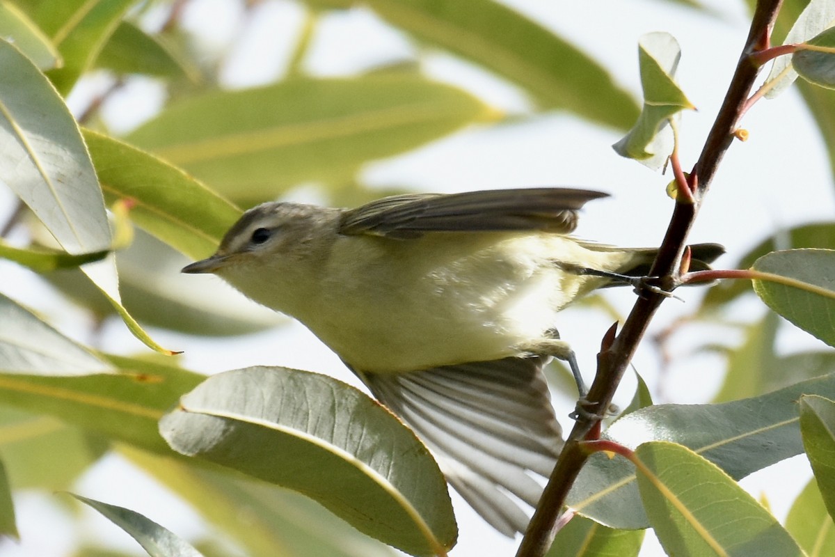 Warbling Vireo - ML625535099
