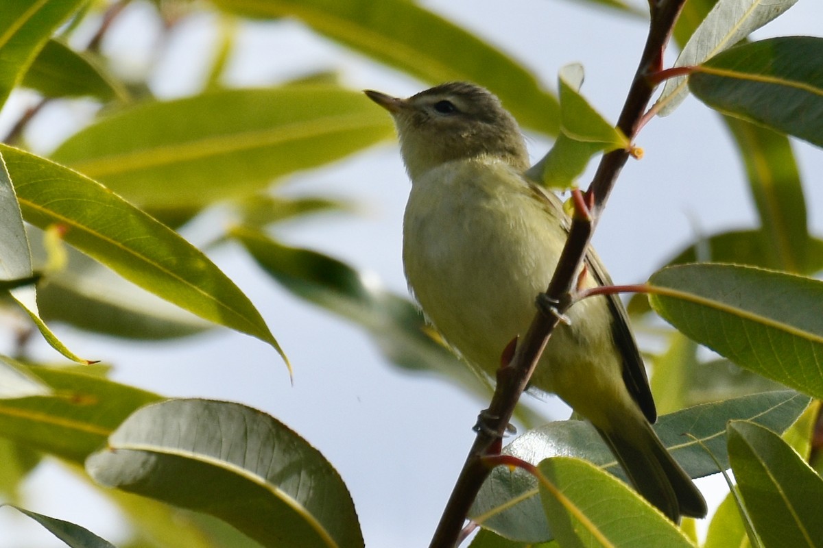 Warbling Vireo - ML625535100