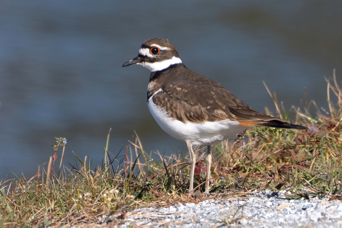 Killdeer - ML625535116