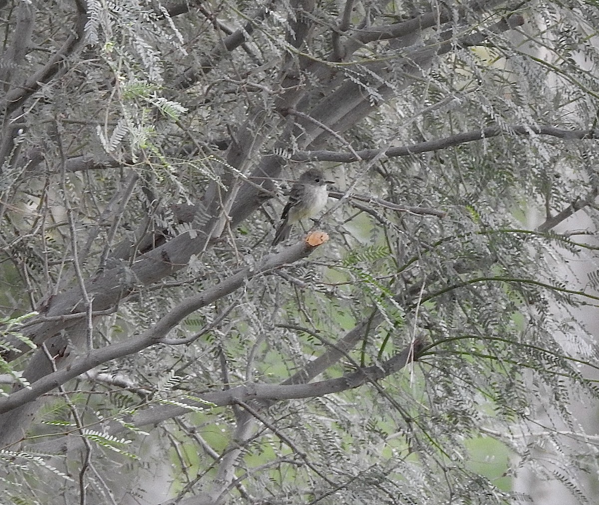 Gray Flycatcher - ML625535171