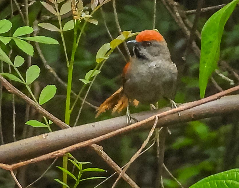 Spix's Spinetail - ML625535211