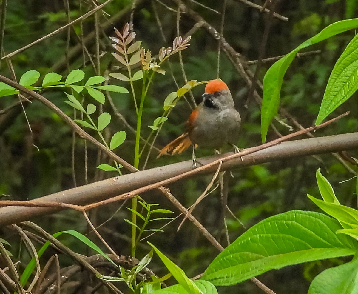 Spix's Spinetail - ML625535212