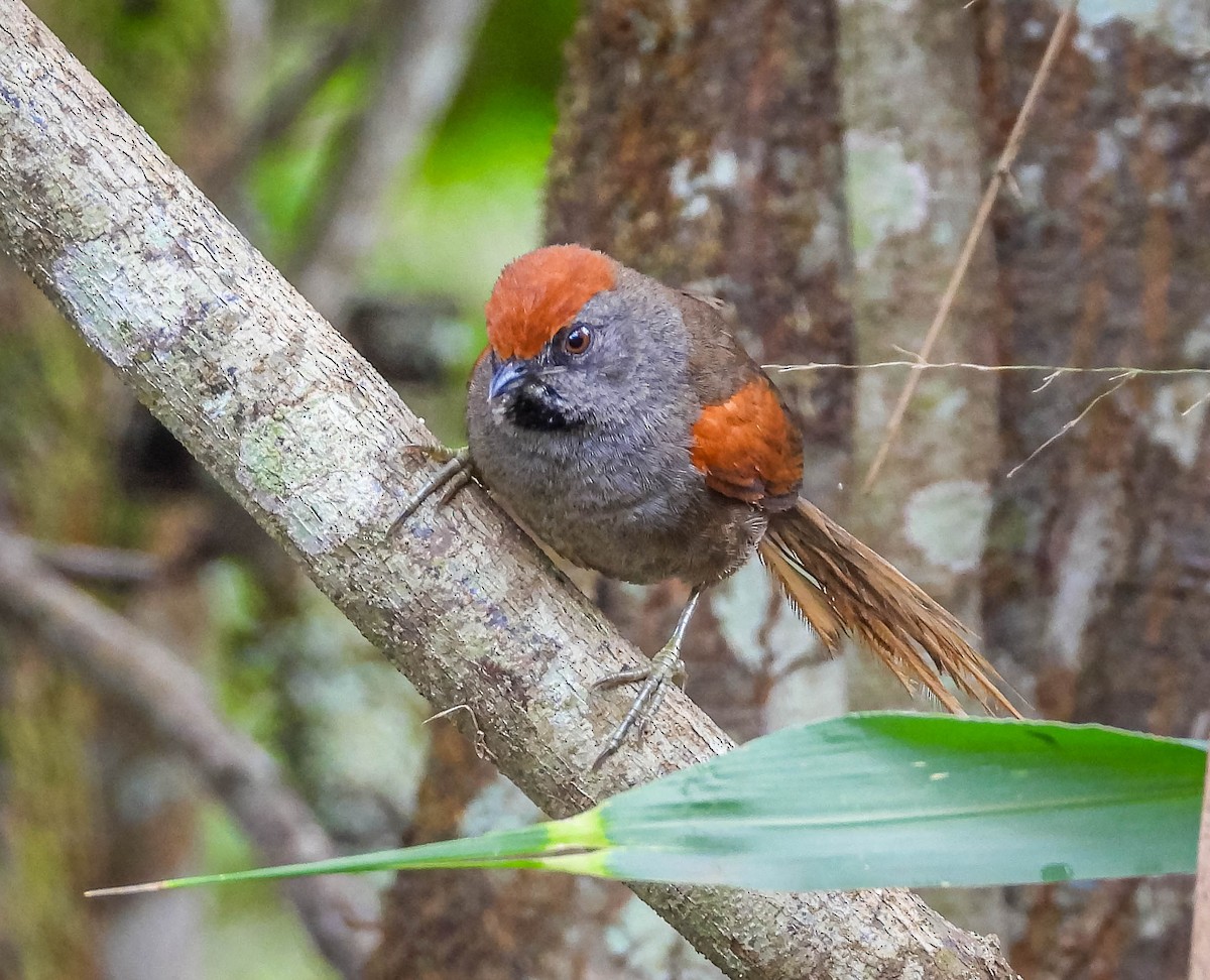 Spix's Spinetail - ML625535213