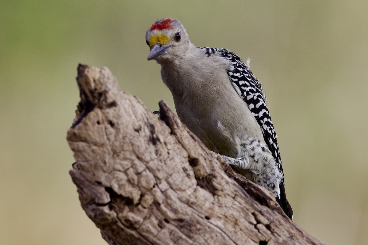 Golden-fronted Woodpecker - ML625535269