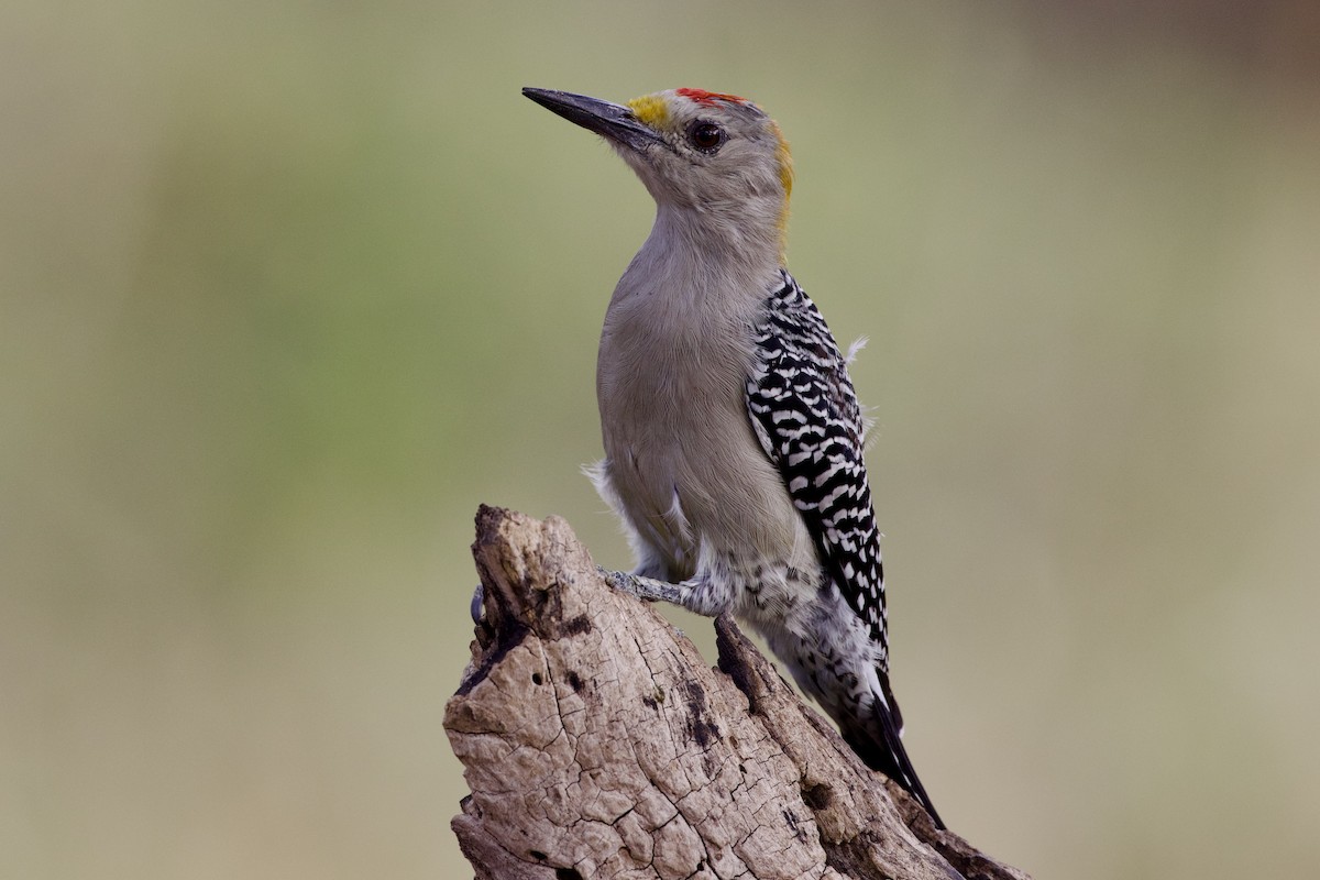 Golden-fronted Woodpecker - ML625535270