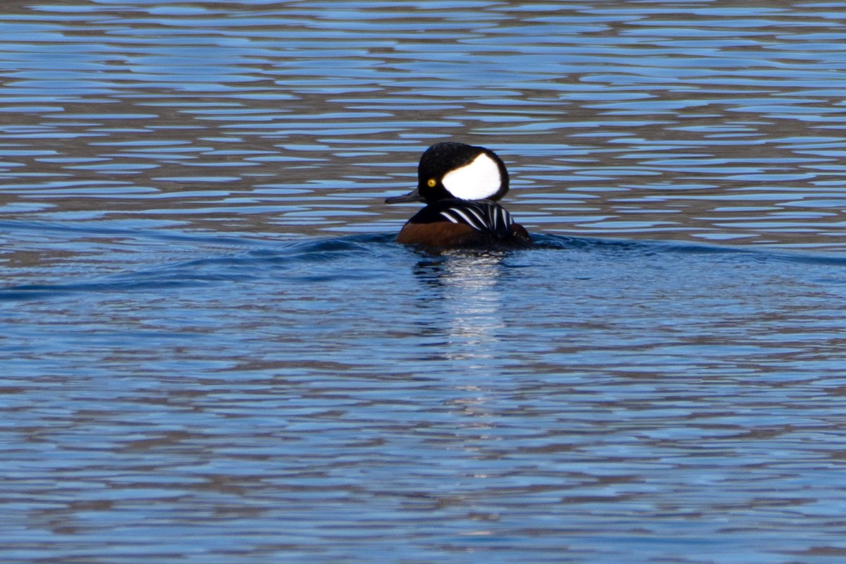 Hooded Merganser - ML625535347