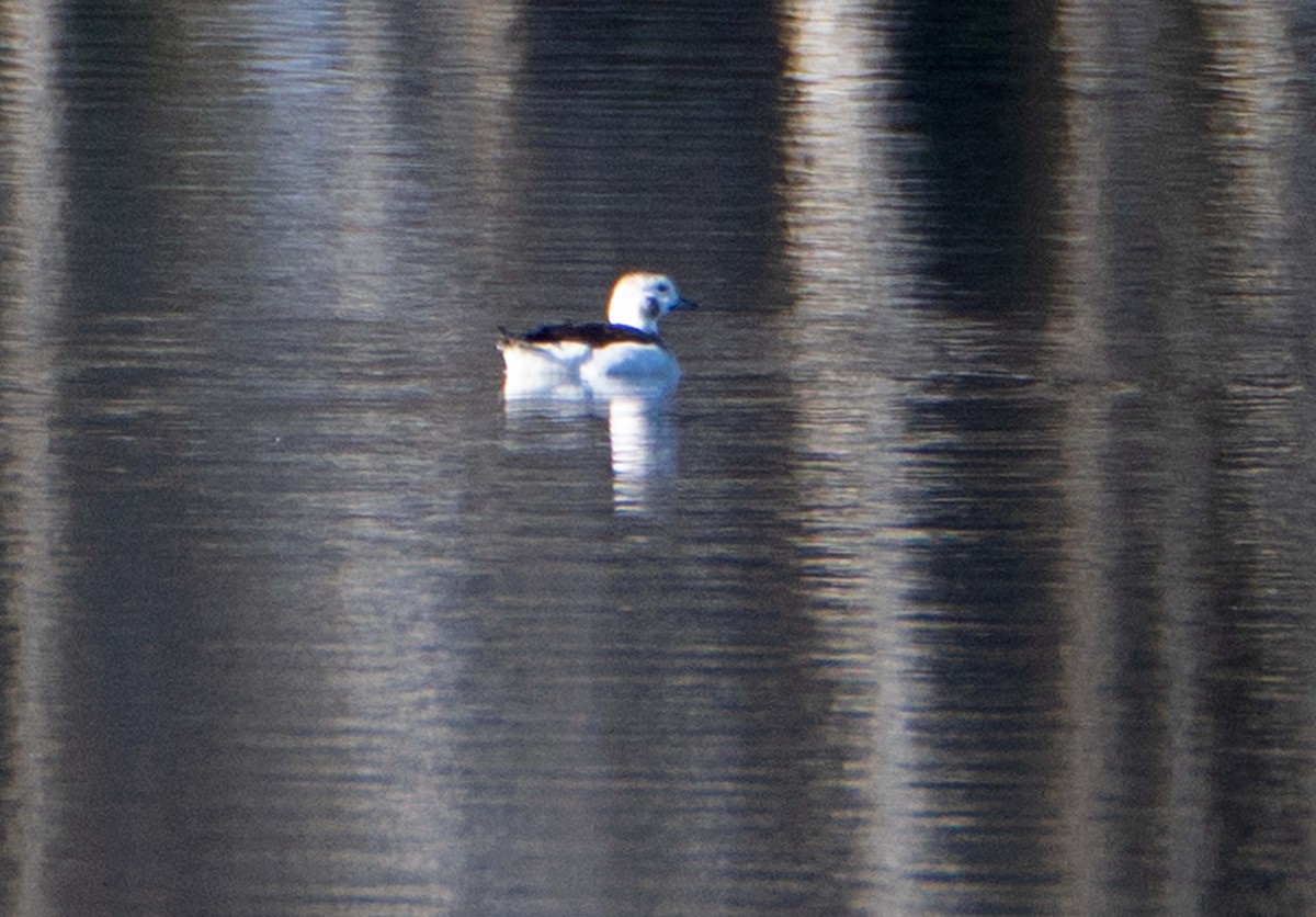 Long-tailed Duck - ML625535412