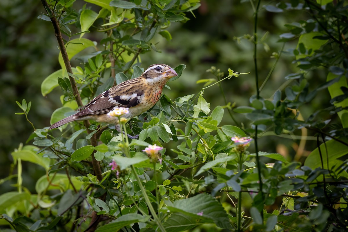 Rose-breasted Grosbeak - ML625535433