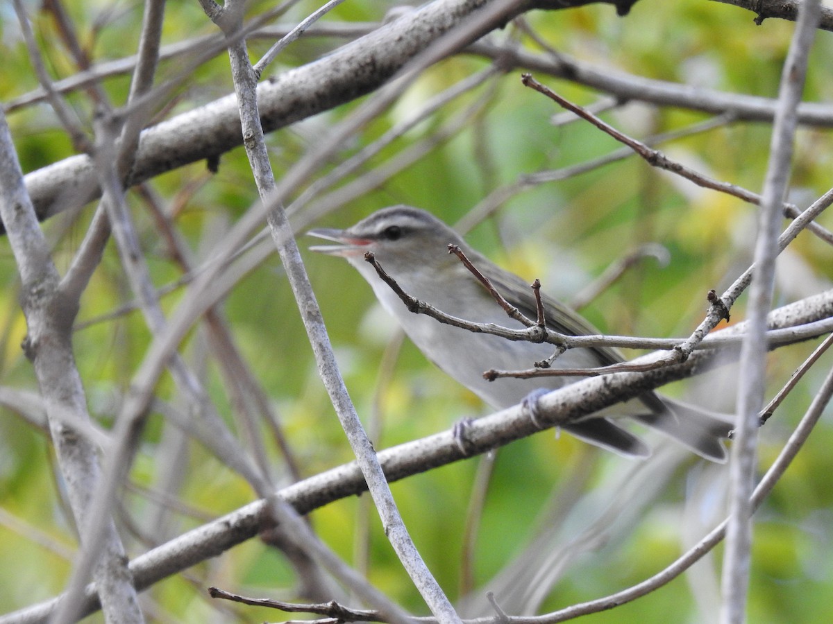 Red-eyed Vireo - ML625535447