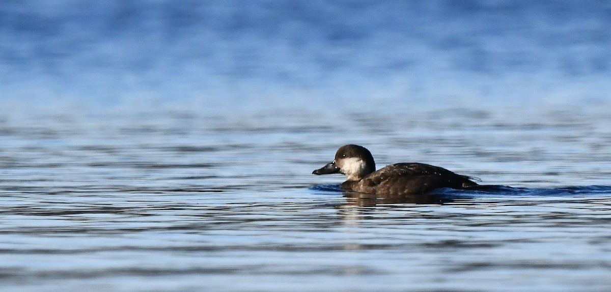Black Scoter - ML625535470
