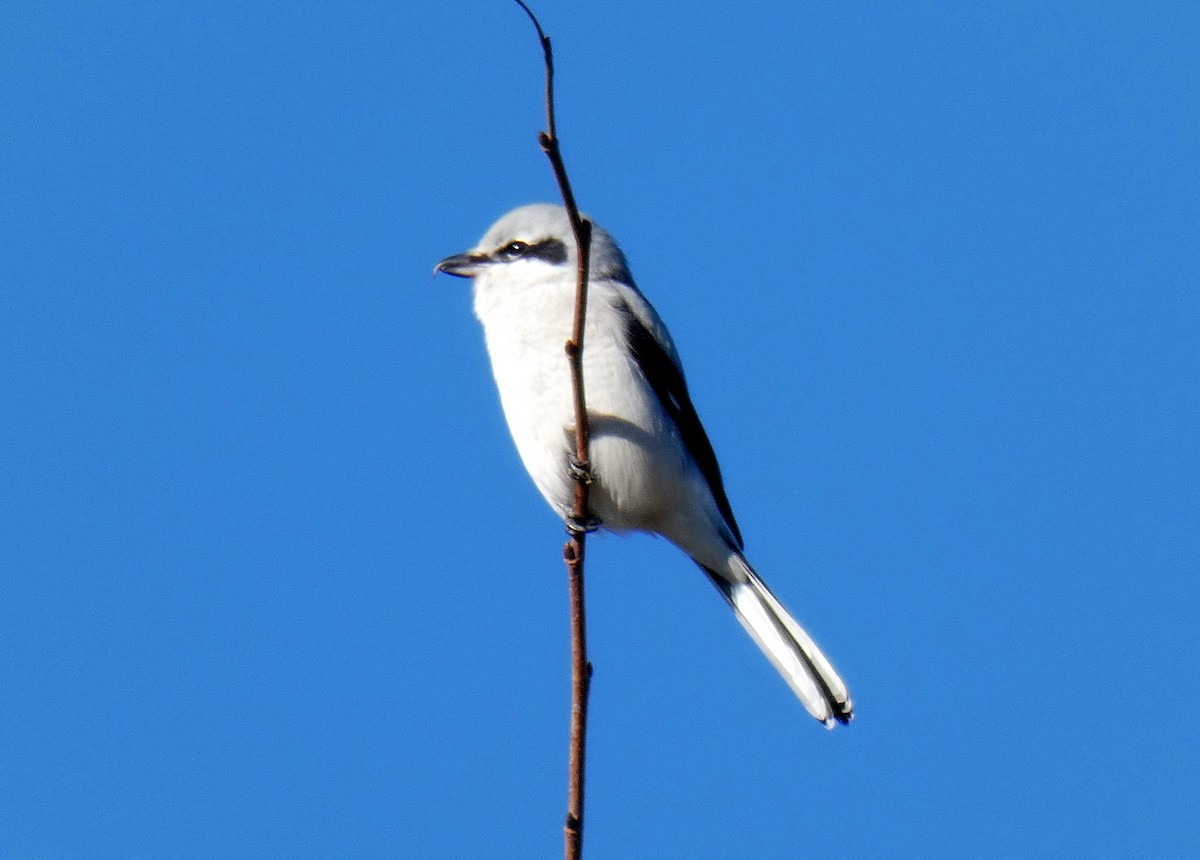 Northern Shrike - ML625535500