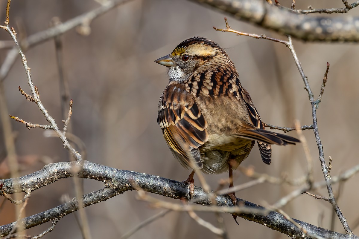 White-throated Sparrow - ML625535529