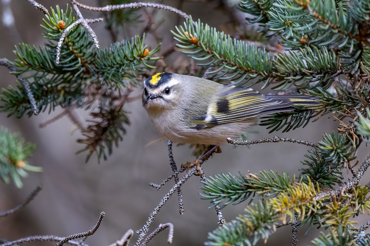 Golden-crowned Kinglet - ML625535537
