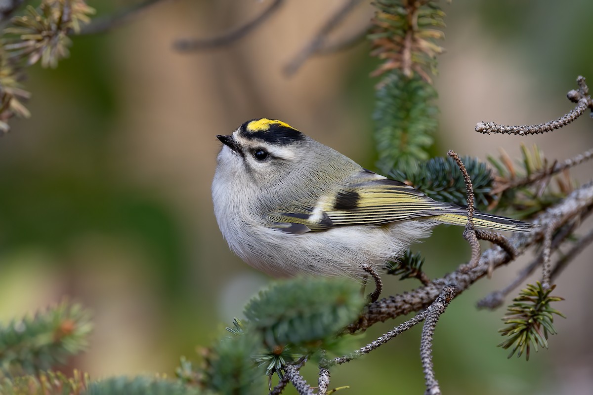Golden-crowned Kinglet - ML625535542