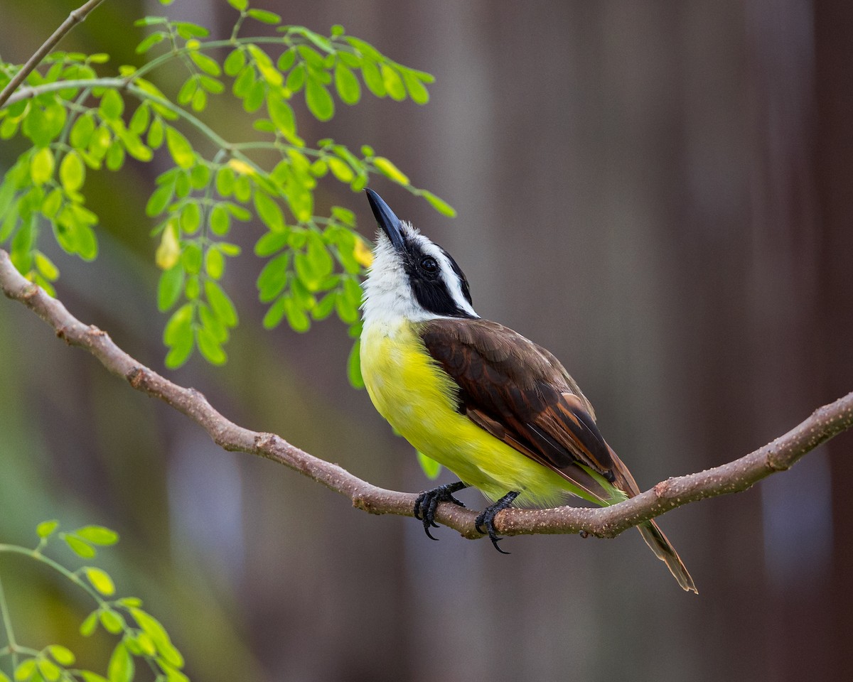 Great Kiskadee - ML625535544